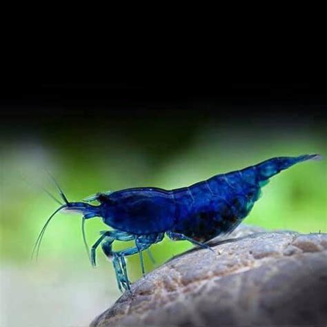 Blue Diamond Neocaridina Shrimp By CSL Lazada