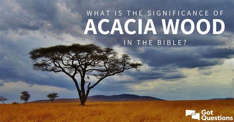 What is the significance of acacia wood in the Bible? | GotQuestions.org