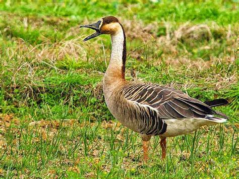 Ryukyu Life: Wildlife Images: Swan Goose (Anser cygnoides)