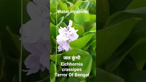 Water Hyacinth जल कुंभी Eichhornia Crassipes Terror Of Bengal Youtube