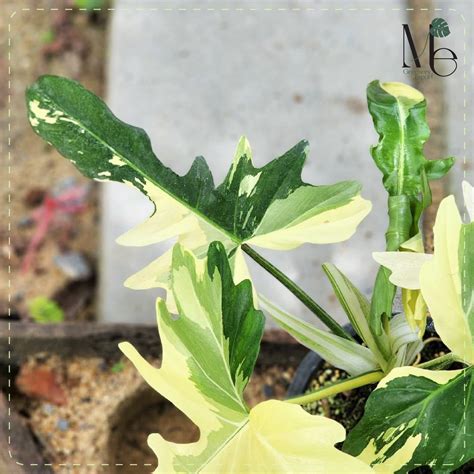 Philodendron Golden Dragon Variegated One Of The Trendy Variegated