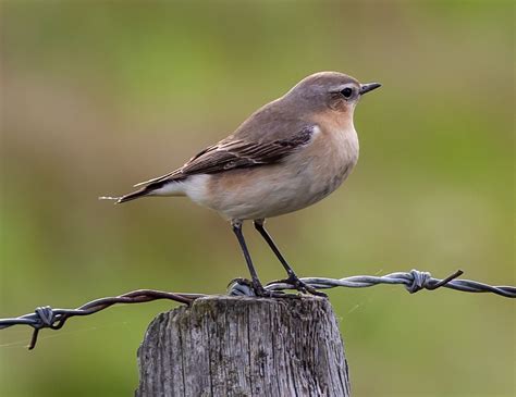 Northern Wheatear Bird Perched - Free photo on Pixabay