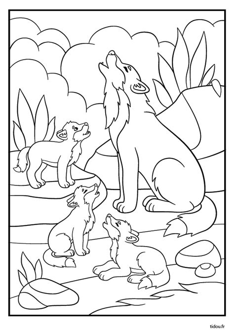 Coloriage Gratuit Le Loup Et Les Louveteaux Tidou Fr Destin