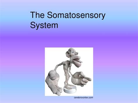 PPT - The Somatosensory System PowerPoint Presentation, free download ...