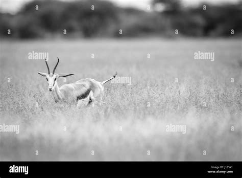 Springbok With Horns Black And White Stock Photos And Images Alamy