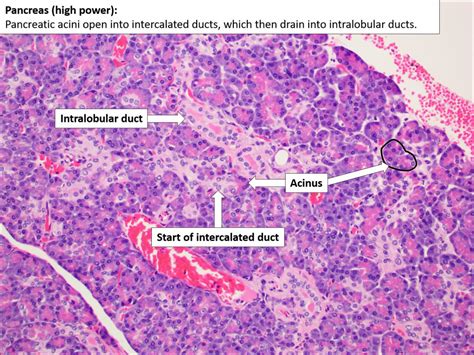 Pancreas Normal Histology Nus Pathweb Nus Pathweb