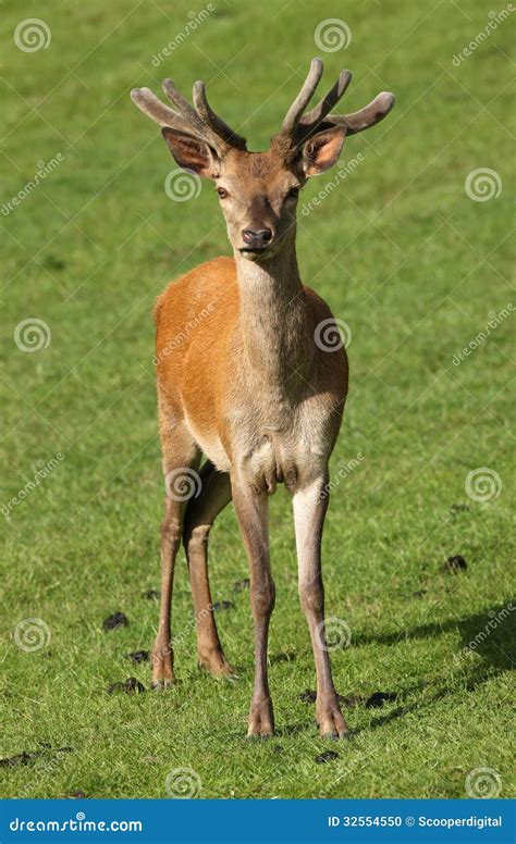 Young Male Red Deer Stock Photo Image Of Deer Brown 32554550