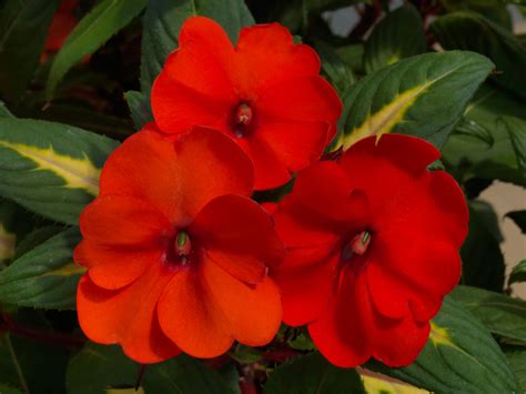 SunPatiens® Vigorous - Sakata Ornamentals