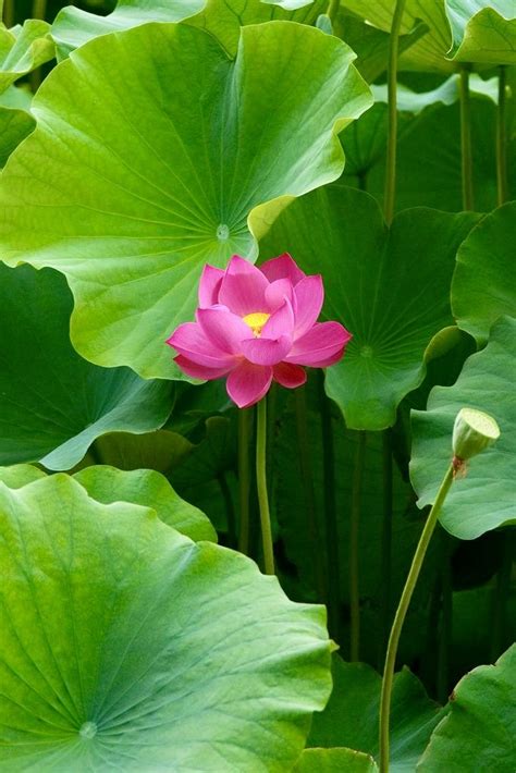 Pin By Michael On Quick Saves Lotus Flower Pictures Beautiful