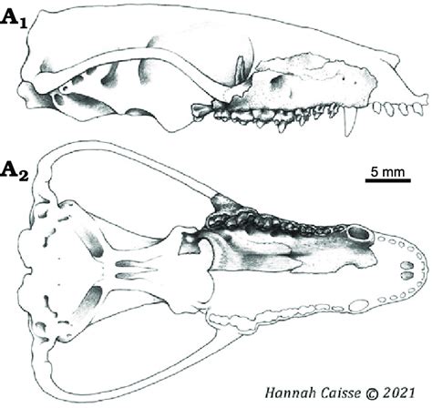 Hypothesized life position of the skull fragment (OMNH 80538) of the ...