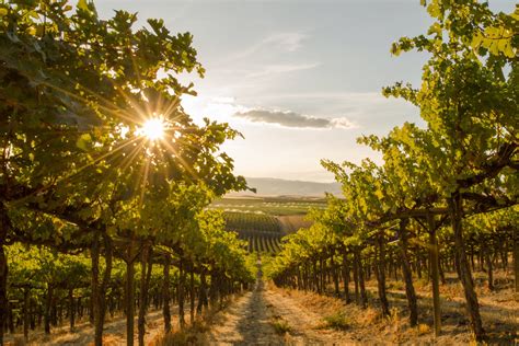 Vineyard On A Hill At Sunset Washington State Farm Fresh Washington