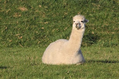 30 Happy Alpacas That Are Sweeter Than Baby Yoda Bright Side