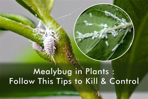 Mealybug in Plants : Follow This Tips to Kill & Control | Plants ...