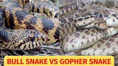 Bull Snake vs Gopher Snake: what’s the difference? – BALL PYTHON BREEDER UK