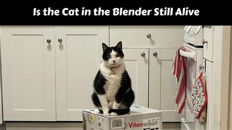 Is The Cat In The Blender Still Alive