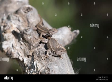 Courting Southwestern Fence Lizards Sceloporus Cowlesi Rio Grande