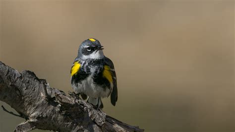 Paruline à croupion jaune Yellow rumped Warbler Marie Roy Flickr