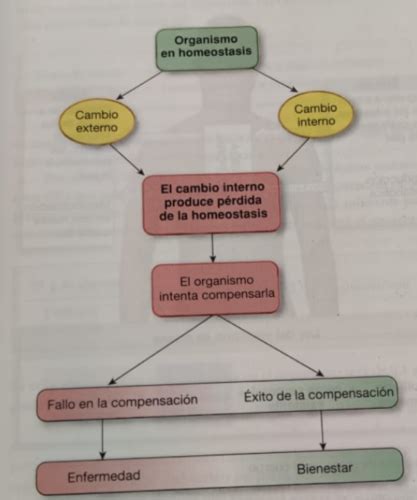 Tema Fisiolog A General Y Neurofisio Flashcards Quizlet