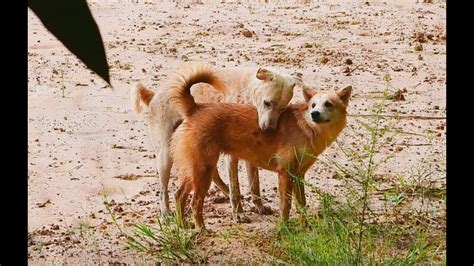 Street Dog Mating In Field Animal Season Youtube