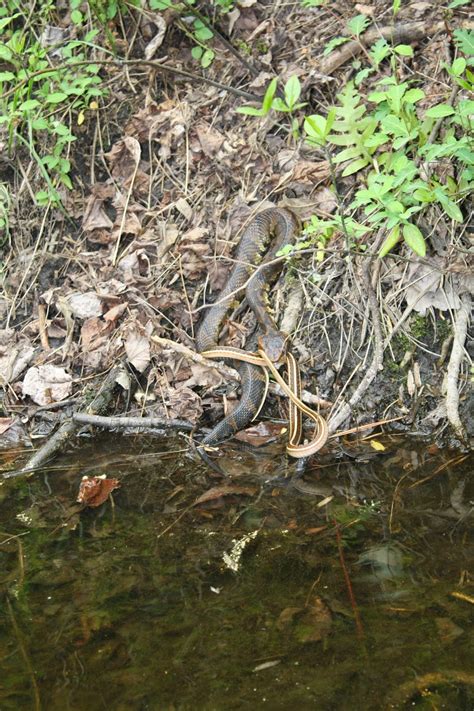 Nature Explorer : Identifying NC Venomous Snakes Part1: Cottonmouths ...