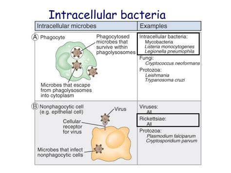 Ppt Immunity To Microbes Mechanisms Of Defense Against Bacterial