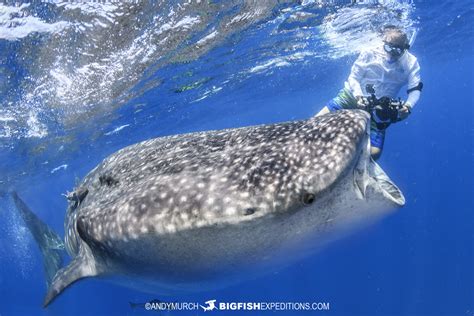 Whale Shark Snorkeling At Isla Mujeres Cancun Mexico Snorkeling With