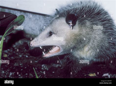 The opossum fotografías e imágenes de alta resolución Alamy