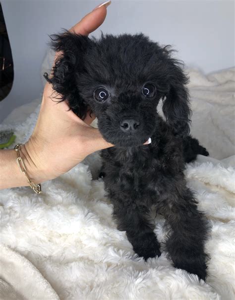 Chic Teacup Maltipoo Puppy - Rare black color! | iHeartTeacups