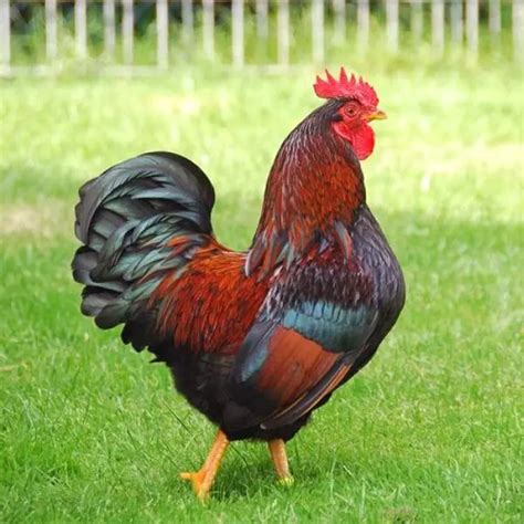 The Barnevelder Chicken Breed: Your Essential Guide • The Farmer's Lamp