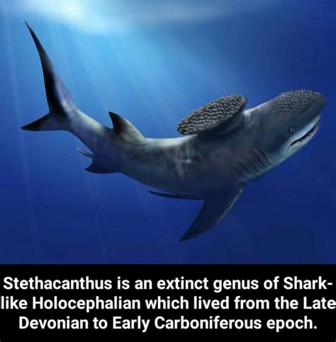 Stethacanthus is an extinct genus of Shark- Iike Holocephalian which ...