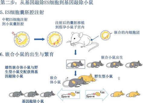 小鼠基因编辑神器 丁香园