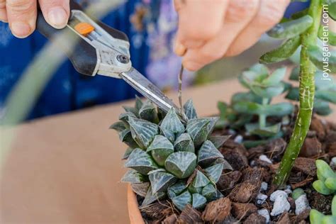 How To Prune Succulents A Guide To Pruning Succulents