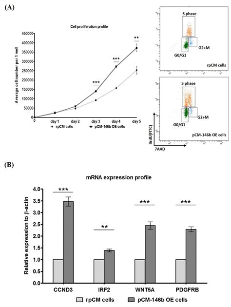 Proliferation And Gene Expression Analyses During Primary Chicken