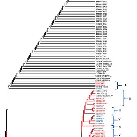 Phylogenetic Tree Displaying Relatedness Between Human And Water