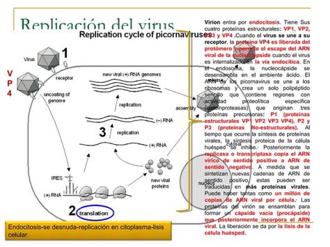 Picornavirus Micro PPT Descarga Gratuita