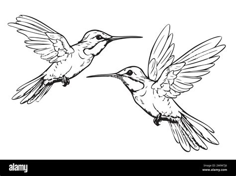 Hummingbird Bird Hand Drawn Sketch In Doodle Style Illustration Stock