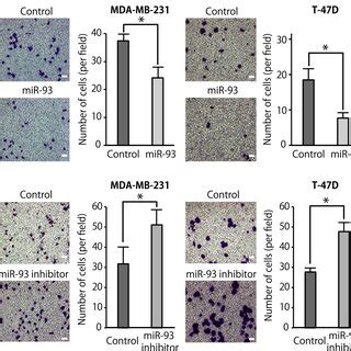 Forced Expression Of WASF3 Abrogated MicroRNA MiR 93induced