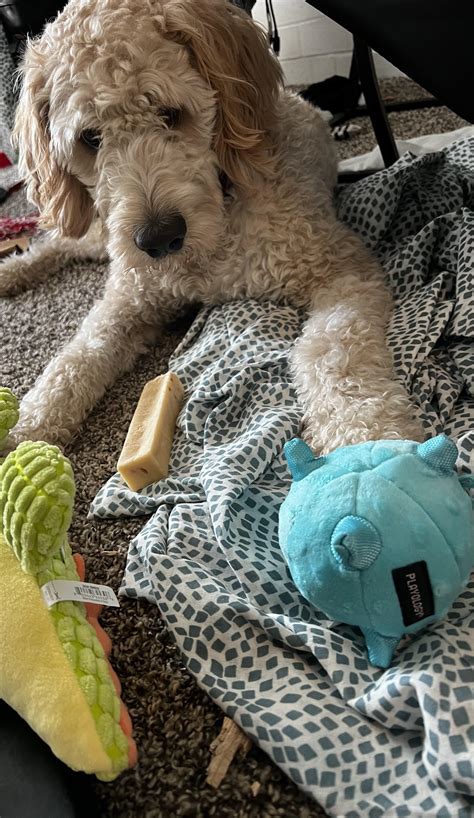 Spoiled Pup Alert! How do you play with 3 toys at once???!! Philip the