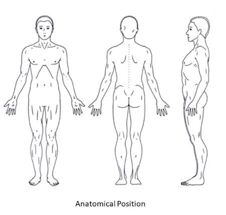 Briefly explain the anatomical position and explain why it is important ...