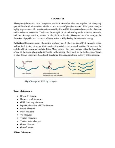 Ribozyme | PDF