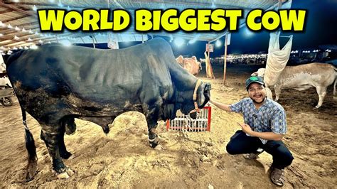 1 CRORE K CHAND BAIL NE TAKKAR MAR DI COW MANDI VLOG BAKRA EID VLOG