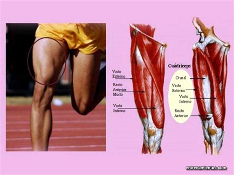 Cuádriceps Anatomía Función Y Ejercicios De Fortalecimiento Y Potenciación