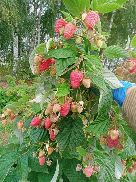 Sprzedam sadzonki malin letnich i jesiennych z młodej plantacji 1zł