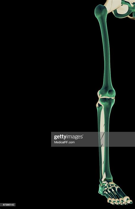 The Ligaments Of The Lower Limb Ilustración De Stock Getty Images