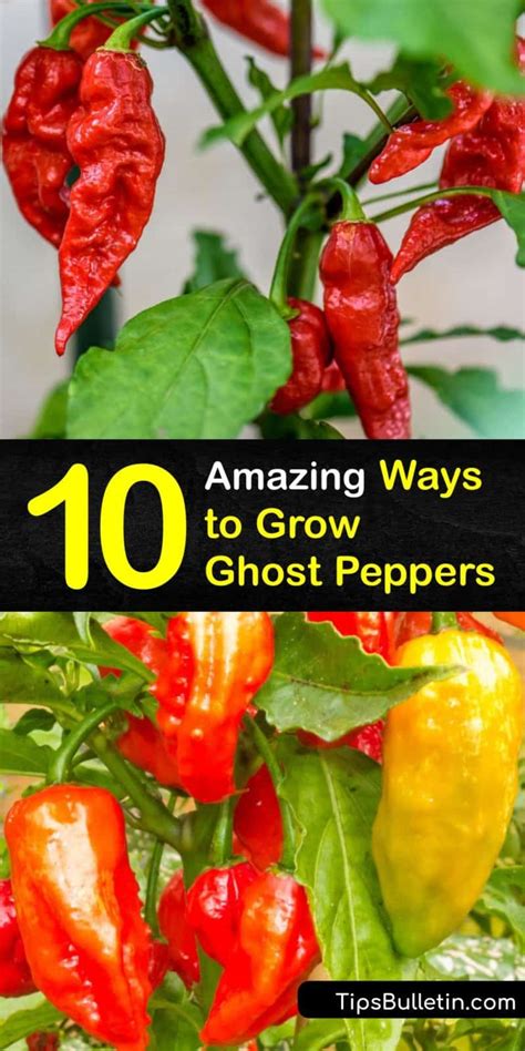 10 Amazing Ways To Grow Ghost Peppers