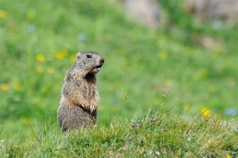 Does Groundhog Day Affect Winter Heating?