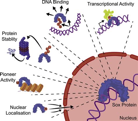 Schematic Diagram Illustrating How Various Post Translational Download Scientific Diagram