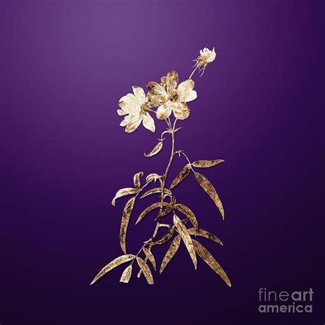 Gold Peach Leaved Rose On Royal Purple N Painting By Holy Rock