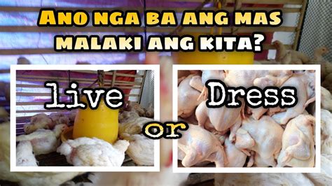 UPDATE 29 DAYS OLD BROILER CHICKEN LIVE O DRESS SAAN MALAKI ANG KITA