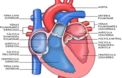 Las Venas Del Corazon